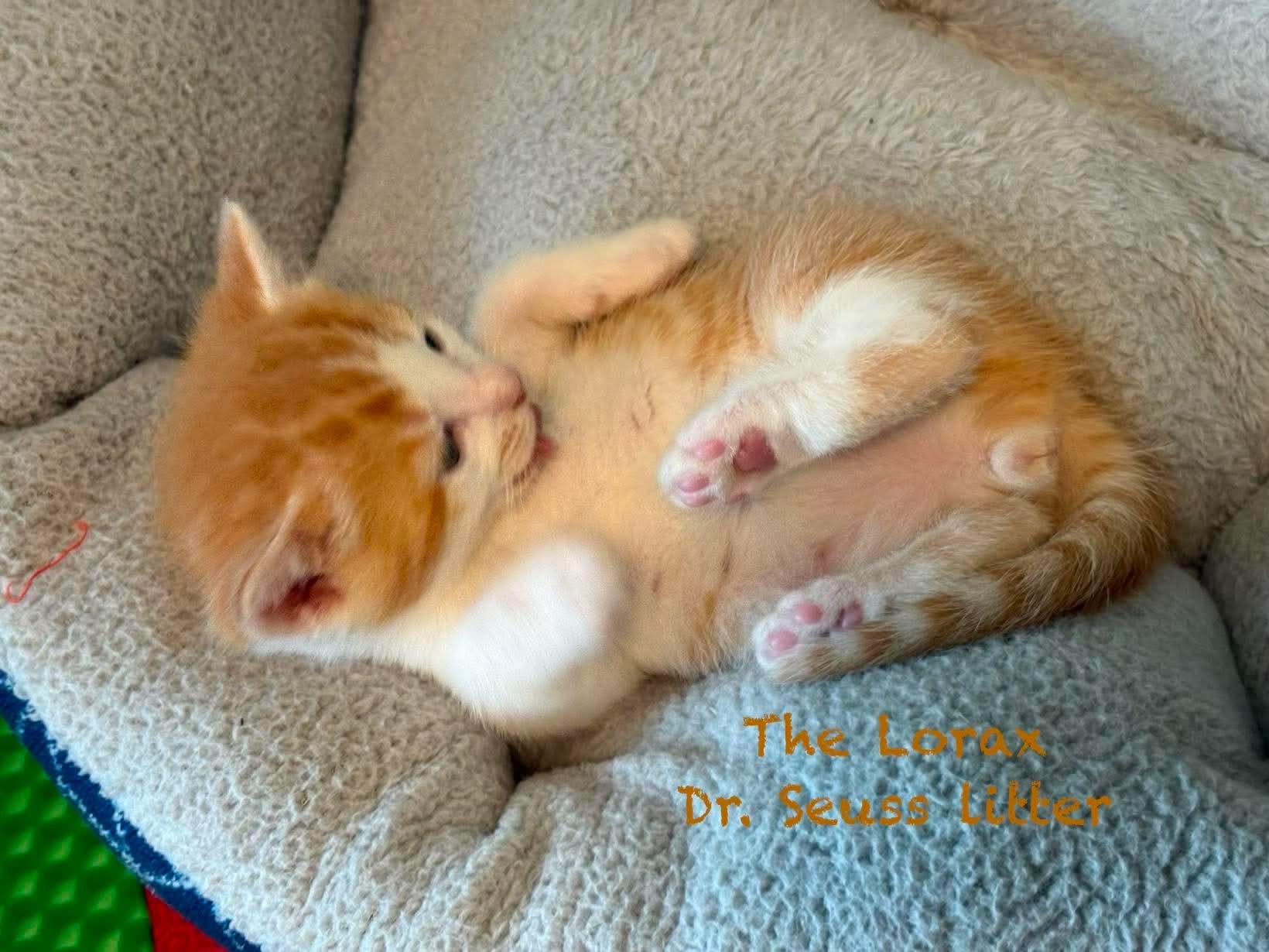 The Lorax, a ADOPTABLE Domestic Short Hair in New Hartford, NY image 4/4
