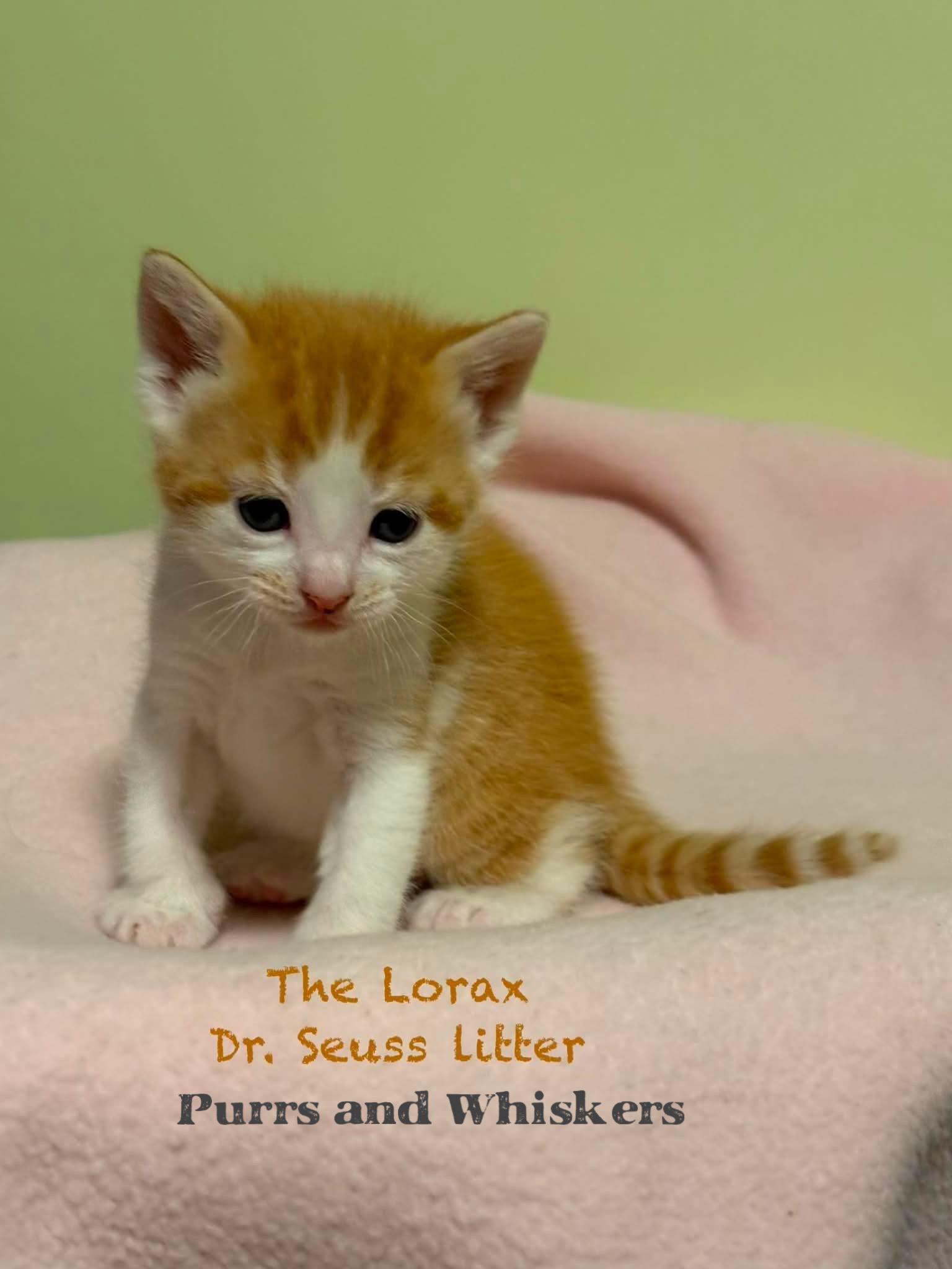The Lorax, ADOPTABLE, Kitten Male Domestic Short Hair.