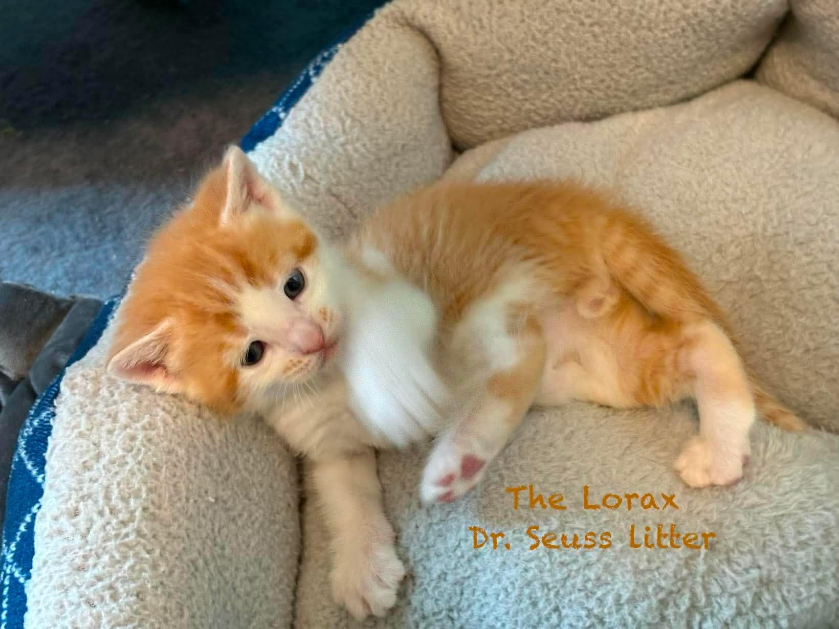 The Lorax, a ADOPTABLE Domestic Short Hair in New Hartford, NY image 2/4