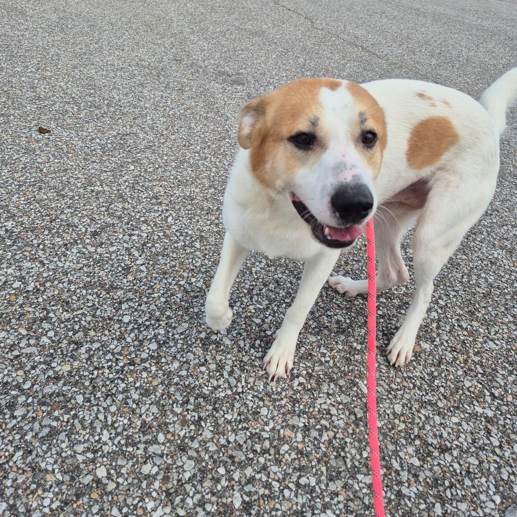 Bandit, Adoptable, Adult Male Mixed Breed.