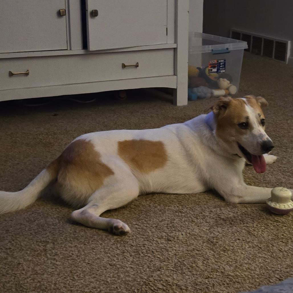 Bandit, a Adoptable Mixed Breed in Boone, IA image 2/5