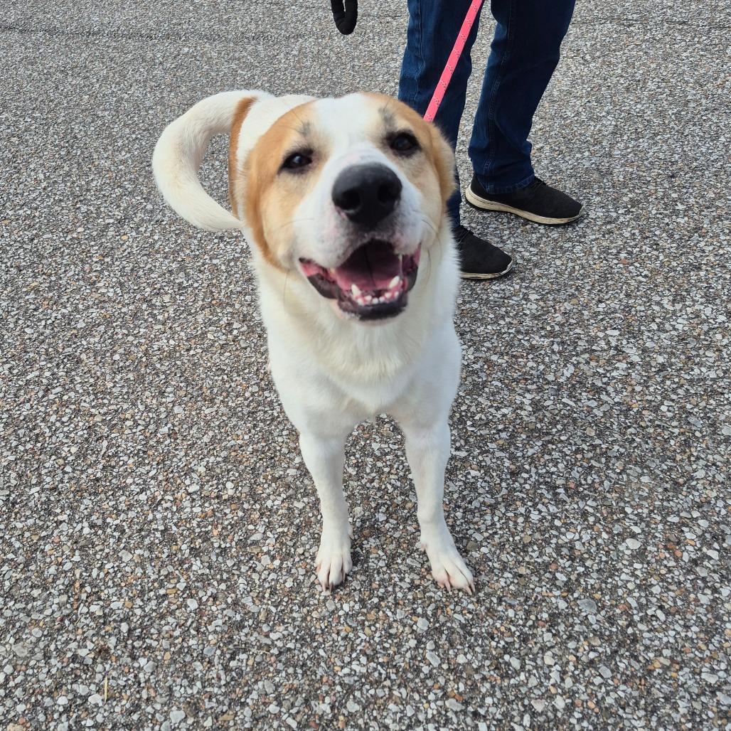 Bandit, a Adoptable Mixed Breed in Boone, IA image 3/5