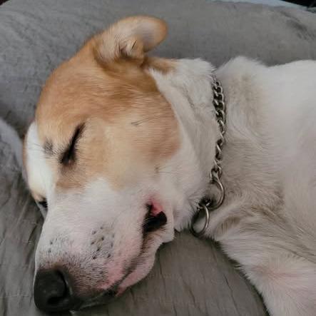 Bandit, a Adoptable Mixed Breed in Boone, IA image 4/5