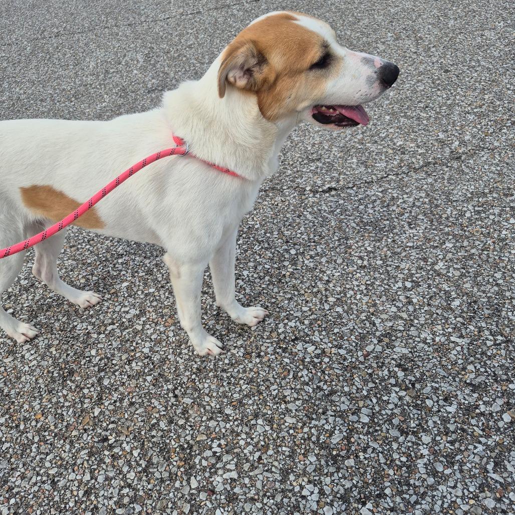 Bandit, a Adoptable Mixed Breed in Boone, IA image 5/5