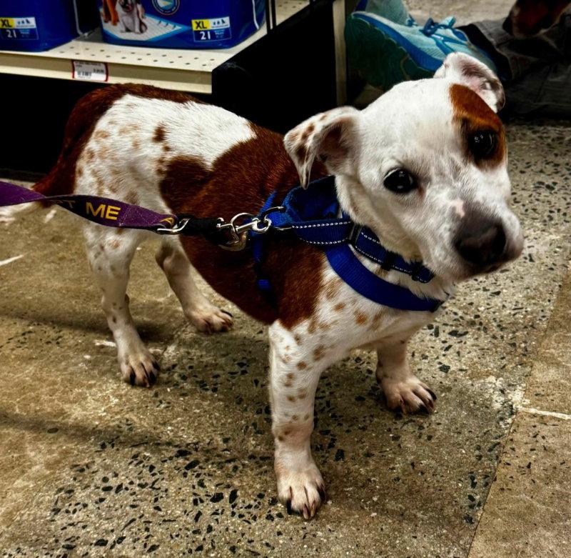 Sam2 *Adoption Pending*, Adoptable, Young Male Parson Russell Terrier.