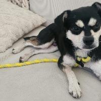 Zoro, Adoptable, Adult Male Terrier.