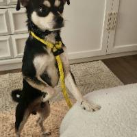 Enlarge Zoro, a Adoptable mixed breed in Albany, NY image 3/4