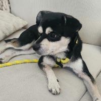 Enlarge Zoro, a Adoptable mixed breed in Albany, NY image 2/4