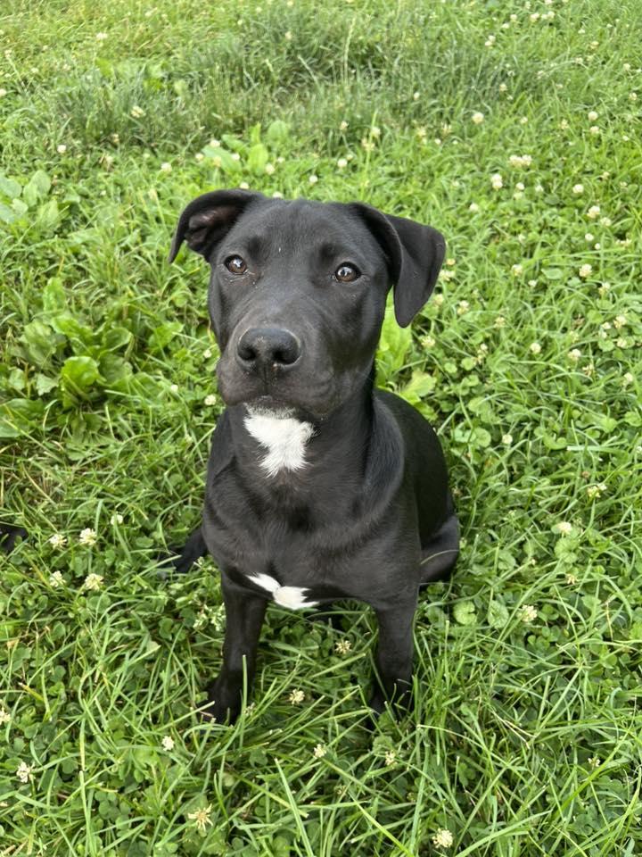 Enlarge Divorce Attorney, a Adoptable Mixed Breed in Jarrettsville, MD image 1/3