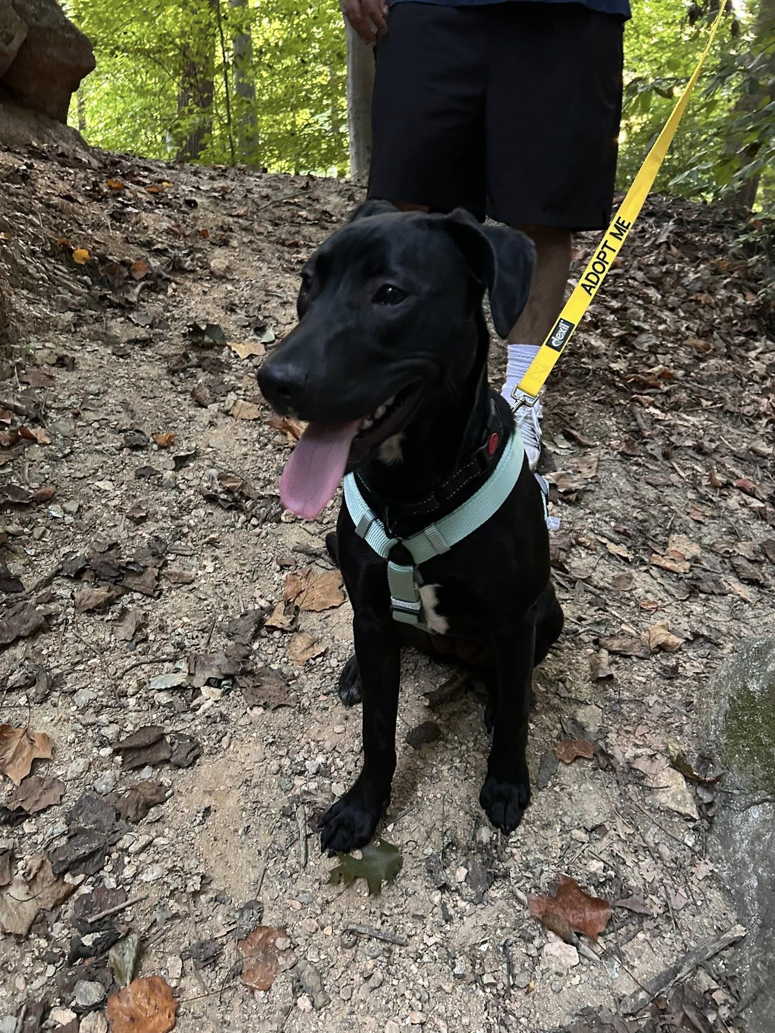 Enlarge Divorce Attorney, a Adoptable Mixed Breed in Jarrettsville, MD image 3/3