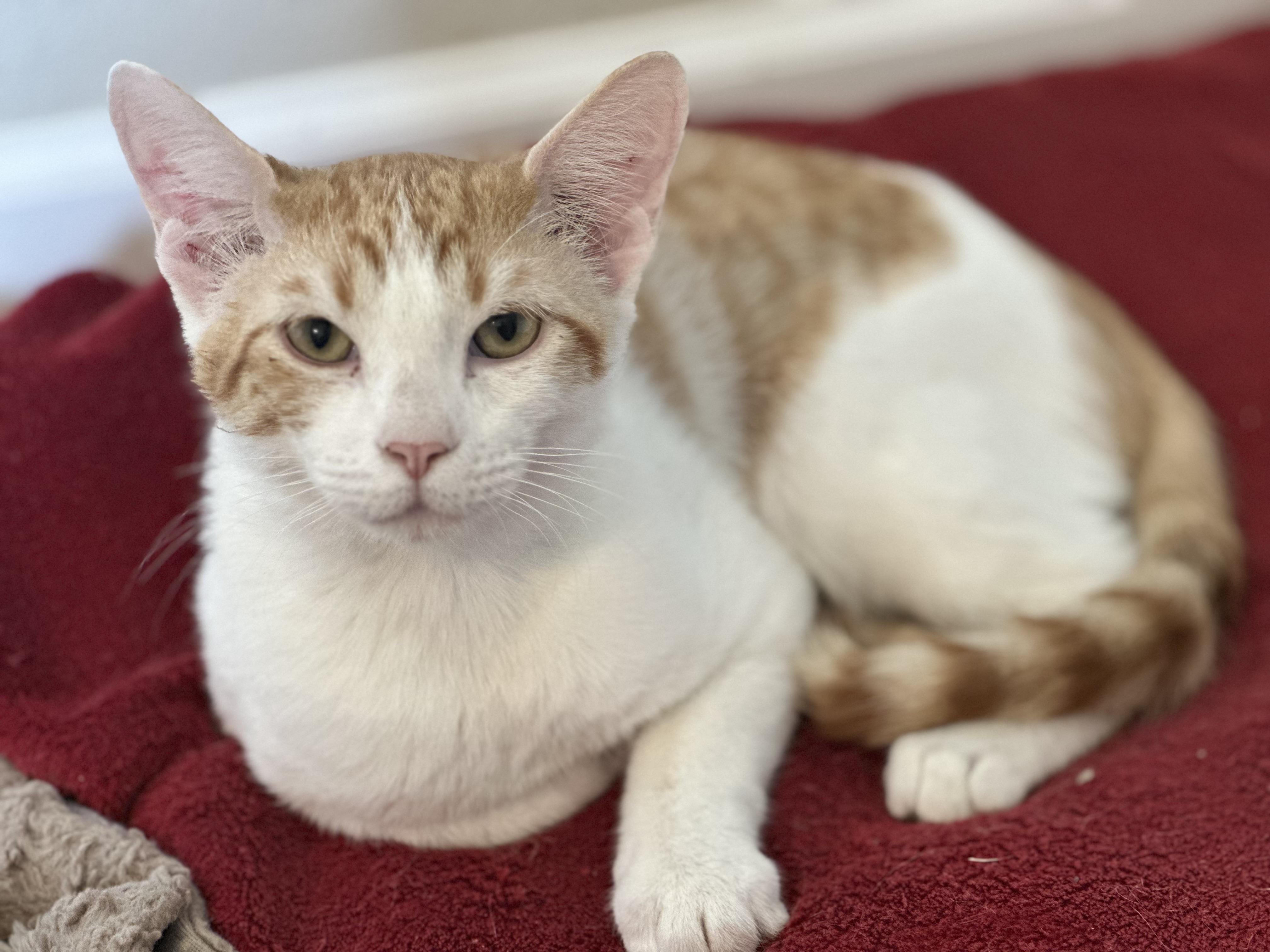 Enlarge Nutmeg, a ADOPTABLE Tabby in San Saba, TX image 1/1