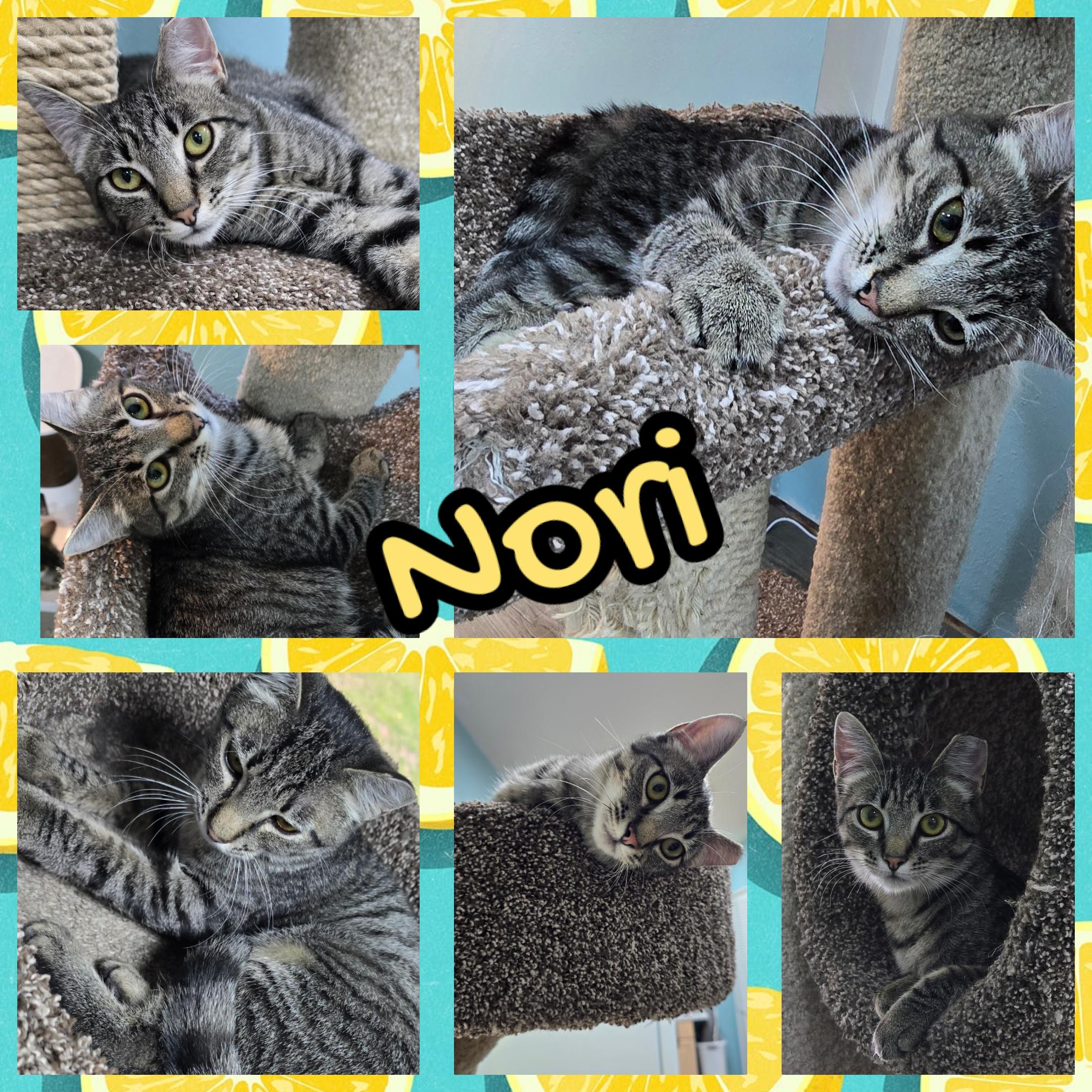 Nori, a ADOPTABLE Domestic Short Hair in Arlington, WA image 1/5