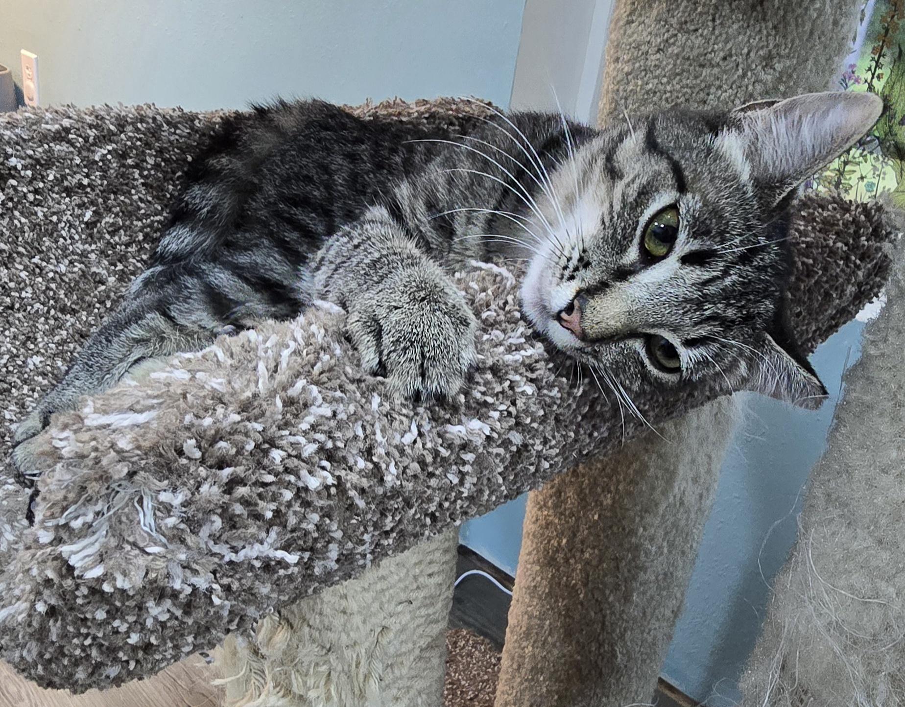 Nori, a ADOPTABLE Domestic Short Hair in Arlington, WA image 4/5