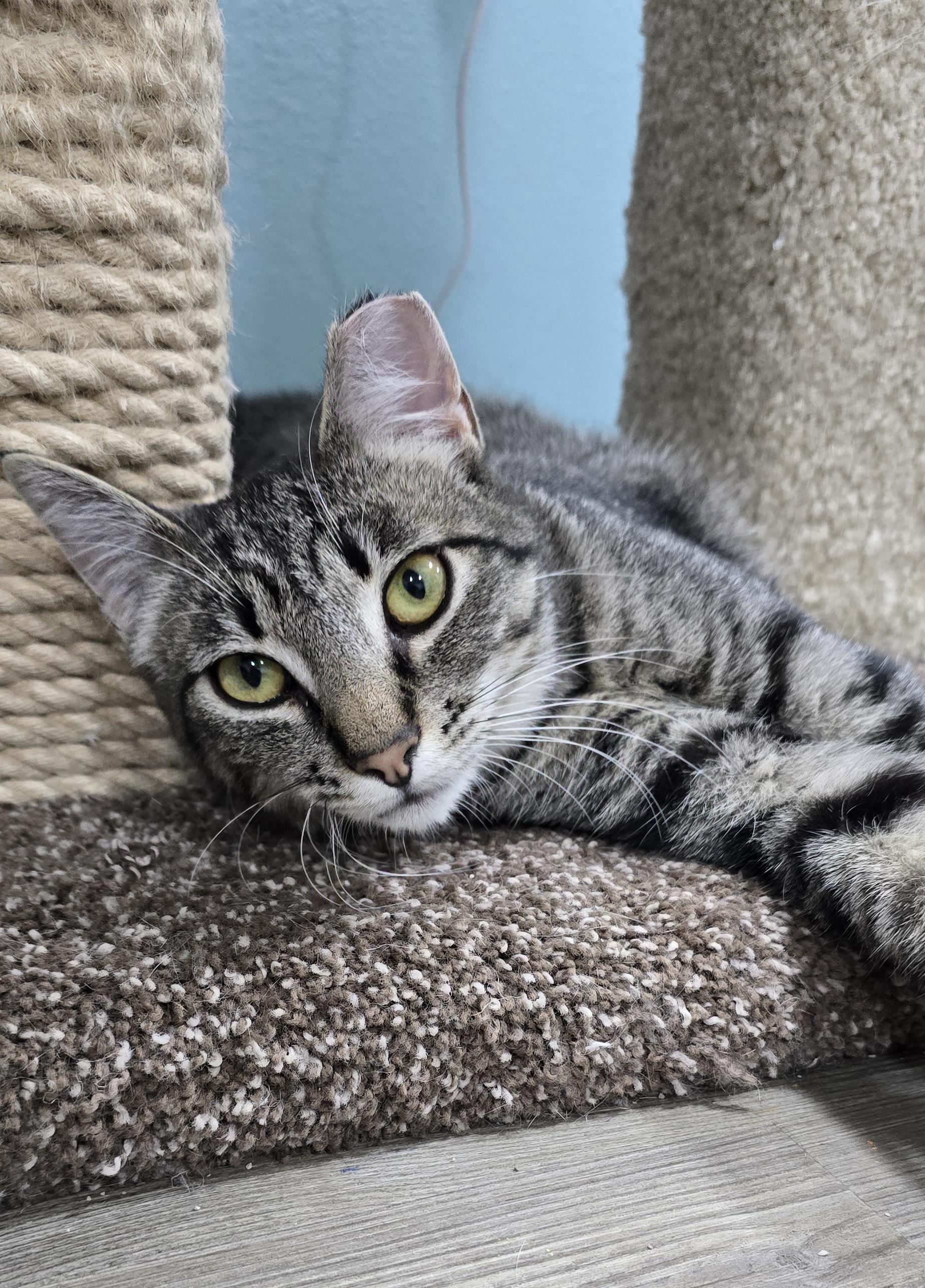 Nori, a ADOPTABLE Domestic Short Hair in Arlington, WA image 3/5