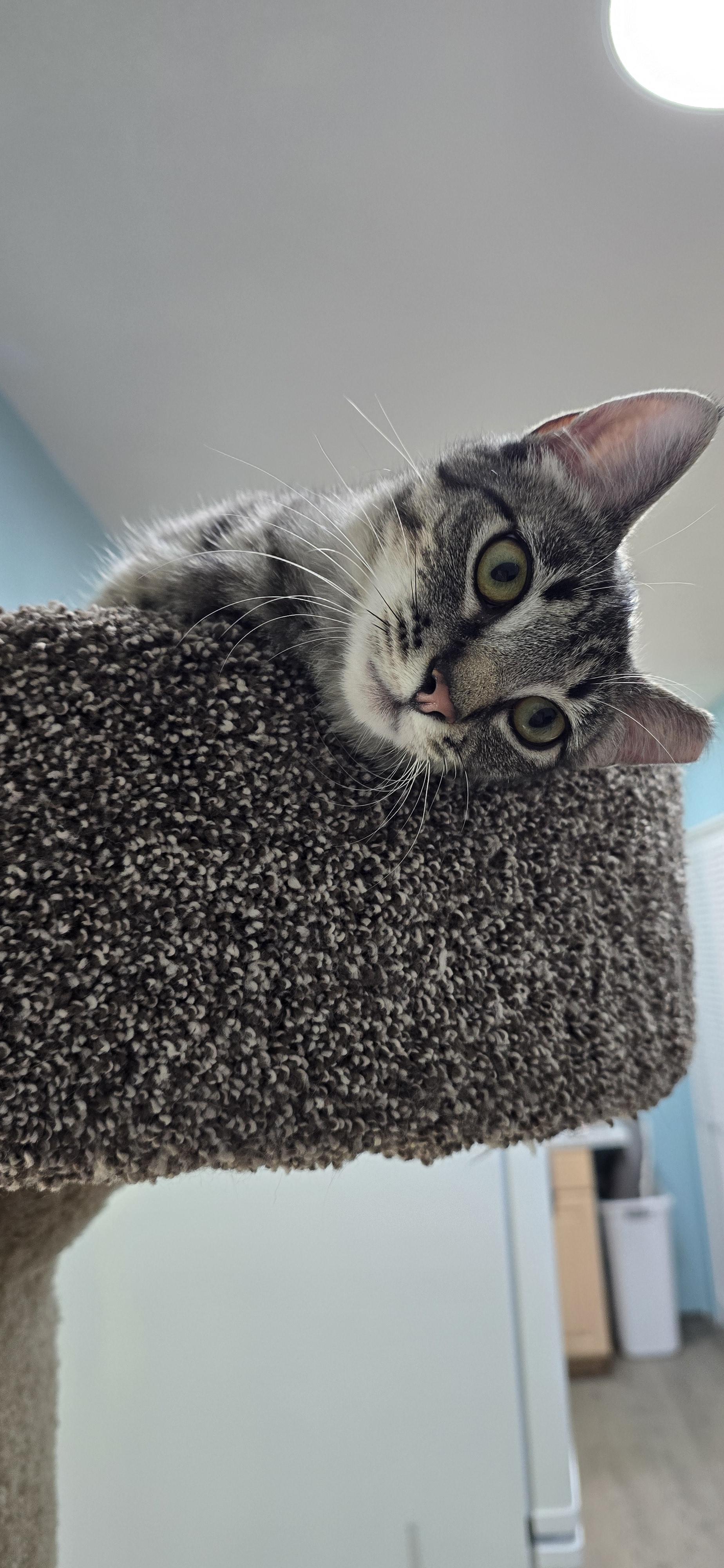 Nori, a ADOPTABLE Domestic Short Hair in Arlington, WA image 5/5