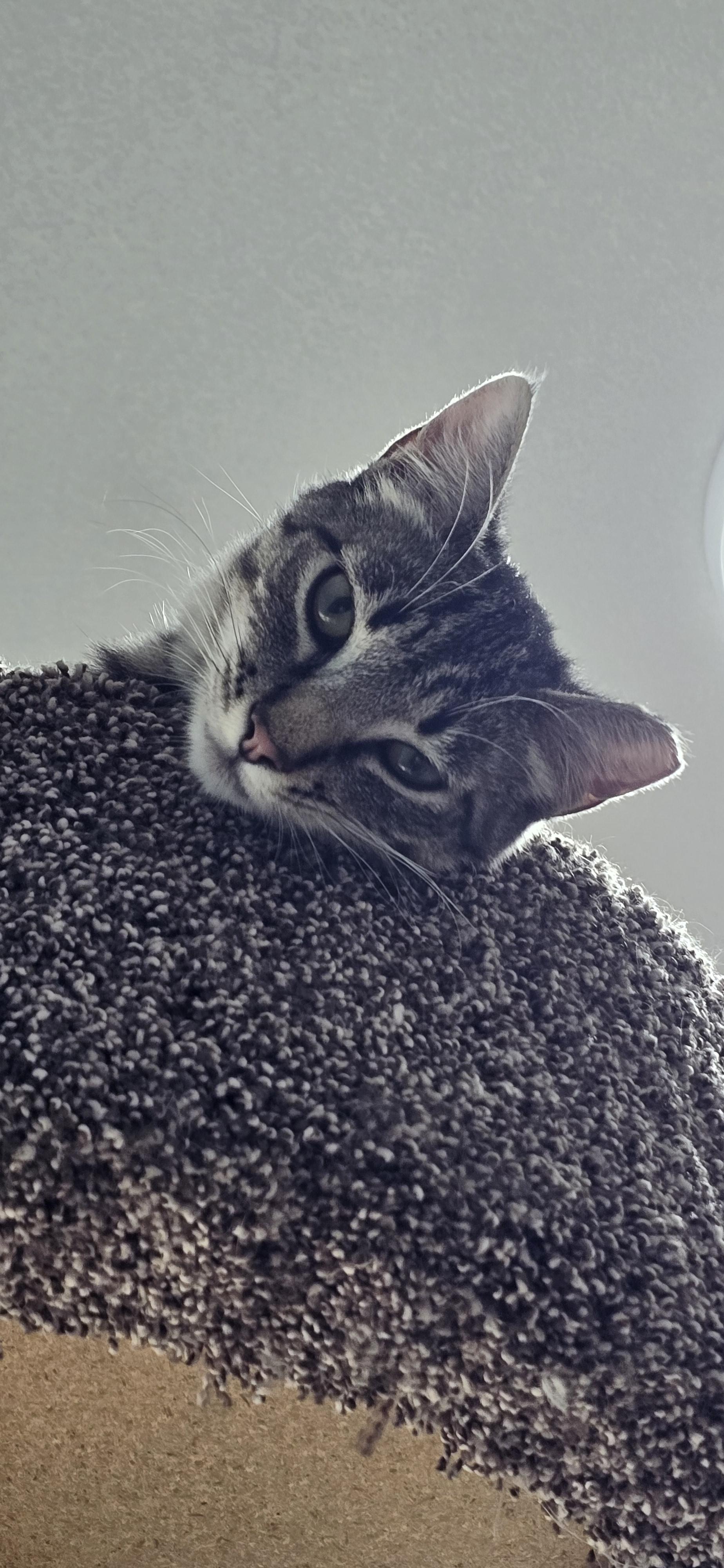 Nori, a ADOPTABLE Domestic Short Hair in Arlington, WA image 2/5