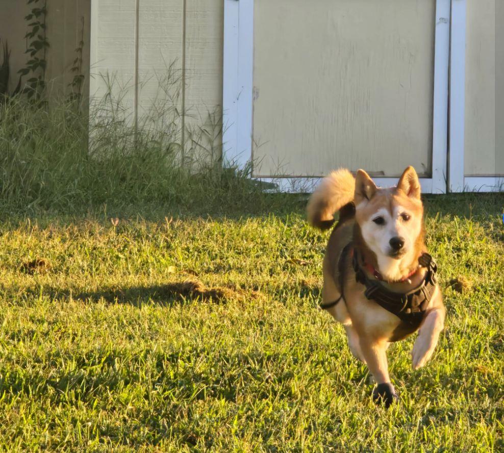 Enlarge Angie, a Adoptable Shiba Inu in Toms River, NJ image 2/5