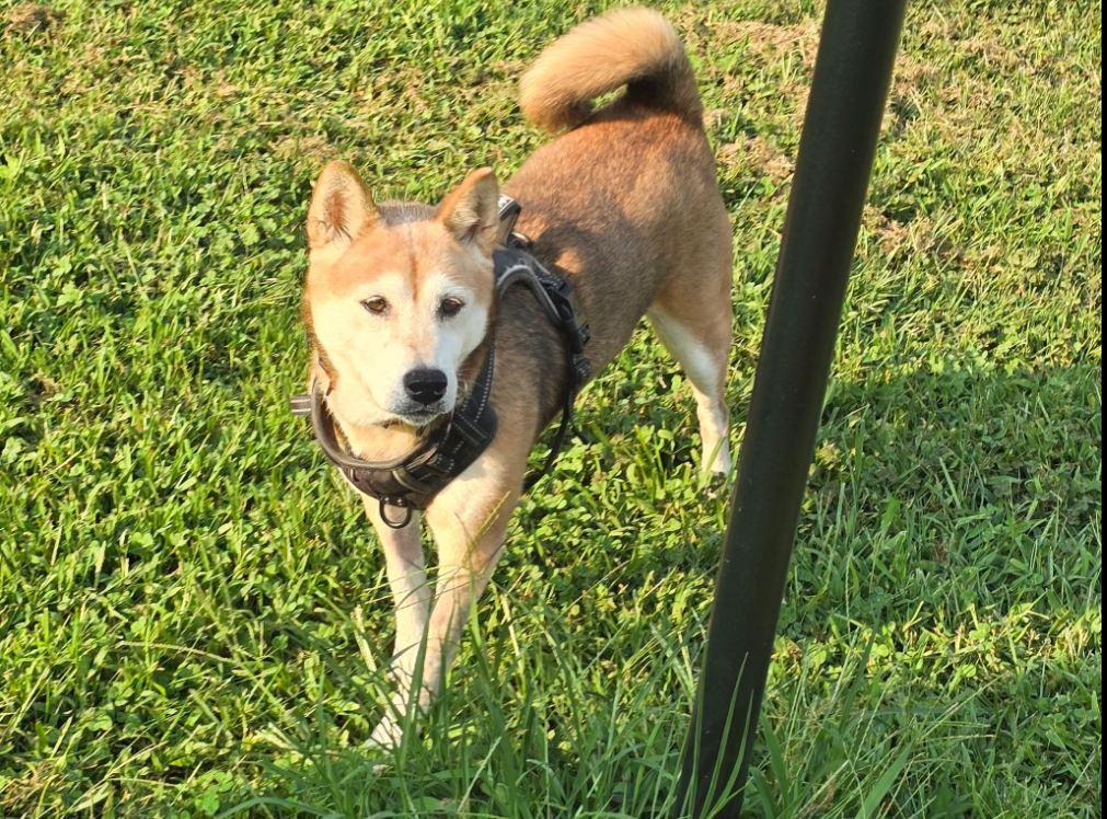 Enlarge Angie, a Adoptable Shiba Inu in Toms River, NJ image 3/5