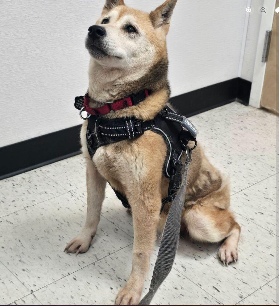 Enlarge Angie, a Adoptable Shiba Inu in Toms River, NJ image 1/5