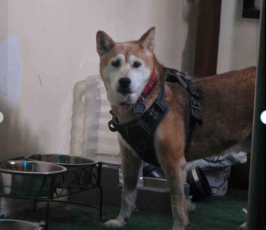 Enlarge Angie, a Adoptable Shiba Inu in Toms River, NJ image 4/5