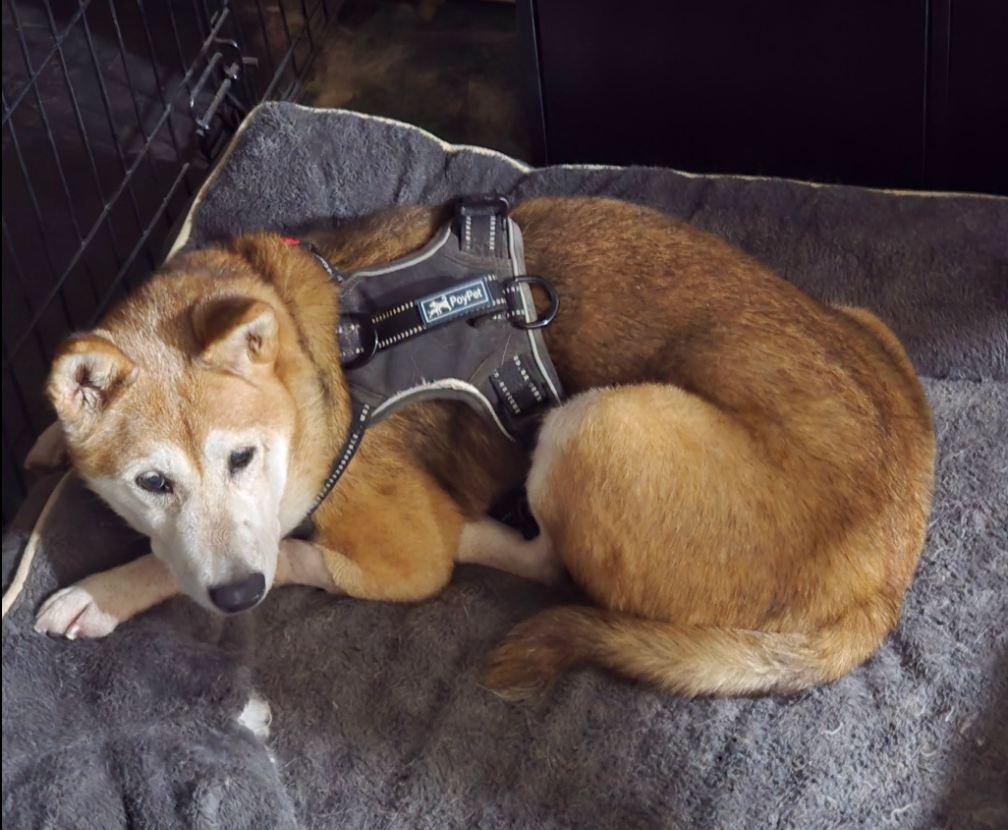 Enlarge Angie, a Adoptable Shiba Inu in Toms River, NJ image 5/5
