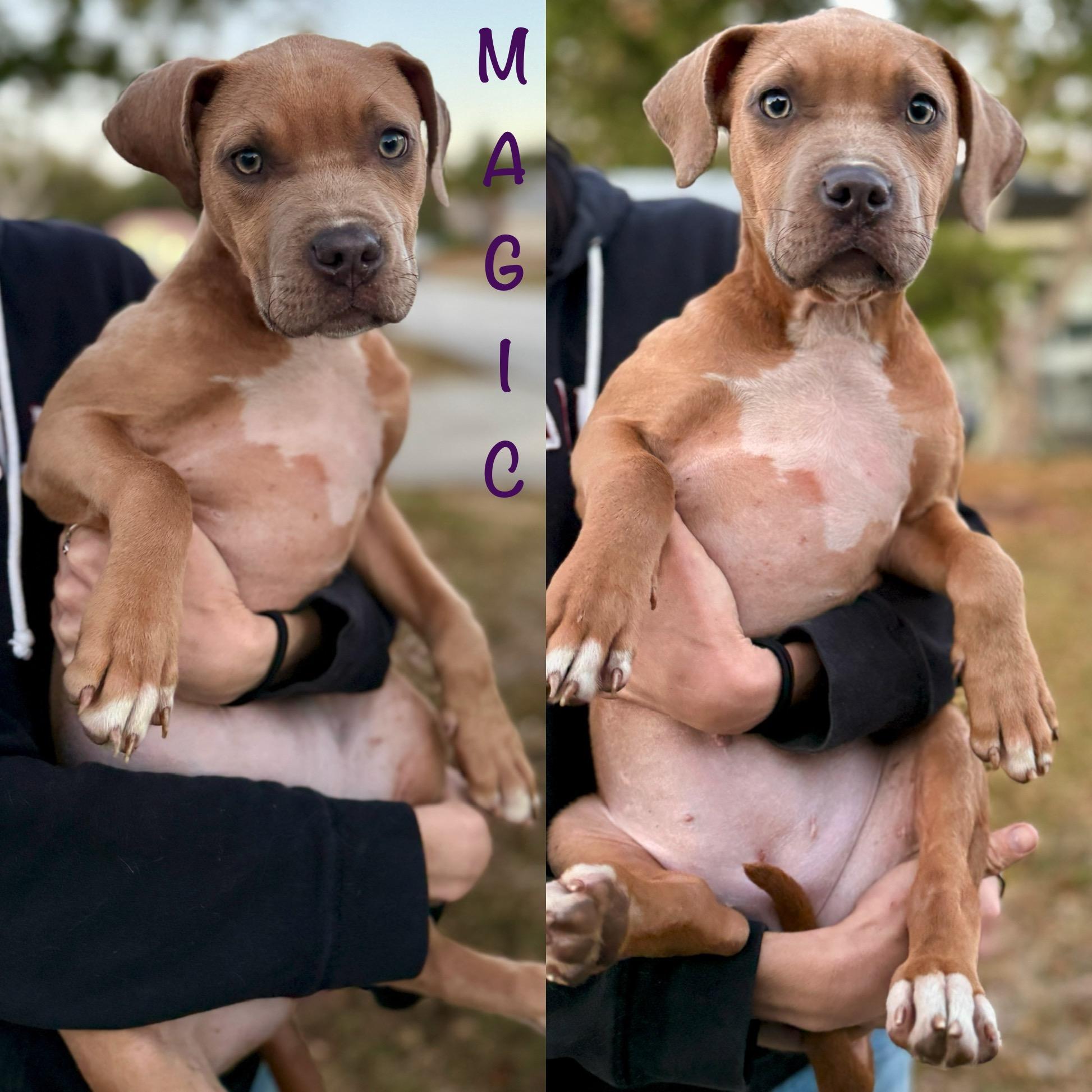 Enlarge Magic, a ADOPTABLE mixed breed in Deltona, FL image 1/1