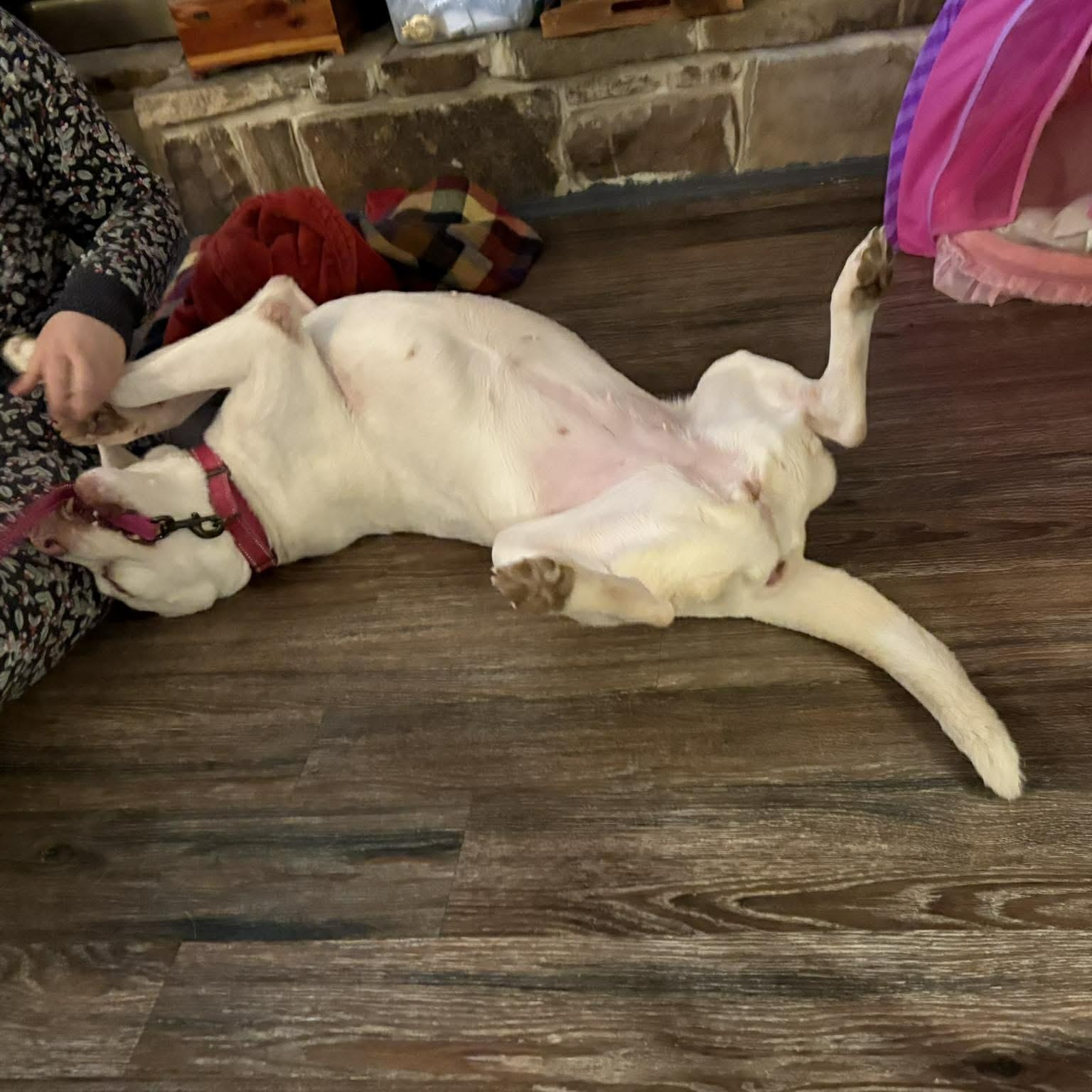Enlarge Havana- Urgent foster or adopter, a Adoptable mixed breed in St Clair Shores , MI image 2/6
