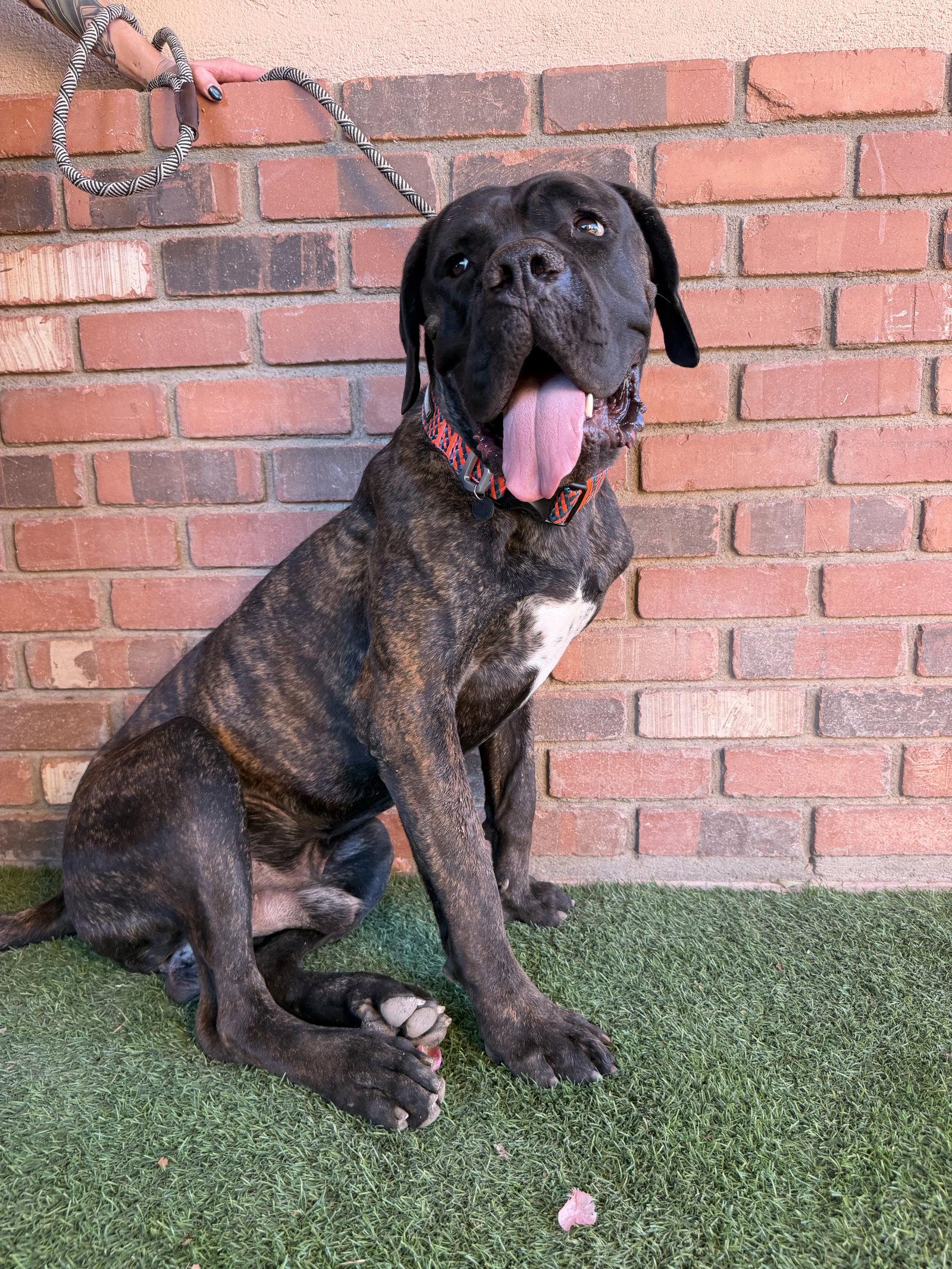 Bowser, Adoptable, Young Male Mastiff.