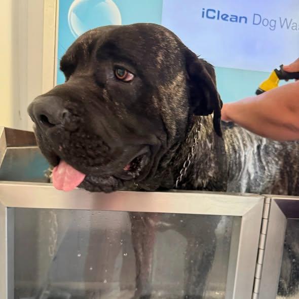 Enlarge Bowser, a Adoptable Mastiff in Glendale, AZ image 2/3