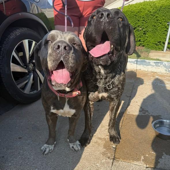 Enlarge Bowser, a Adoptable Mastiff in Glendale, AZ image 3/3