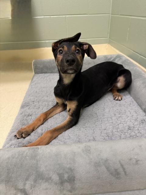 Enlarge Jilly Bean, a Adoptable mixed breed in Kalamazoo, MI image 1/2
