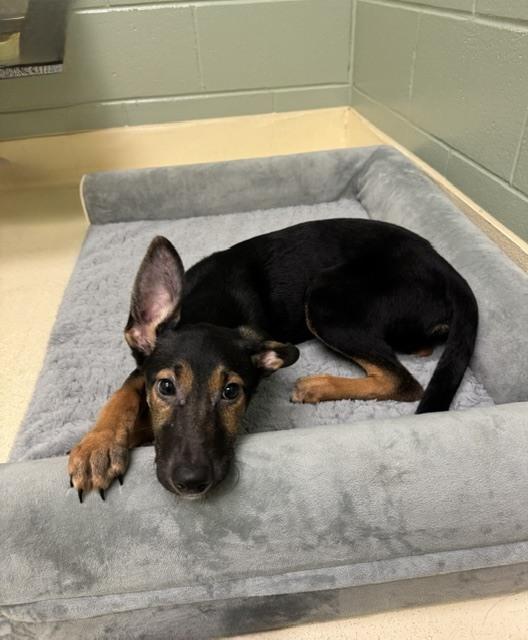Enlarge Jilly Bean, a Adoptable mixed breed in Kalamazoo, MI image 2/2