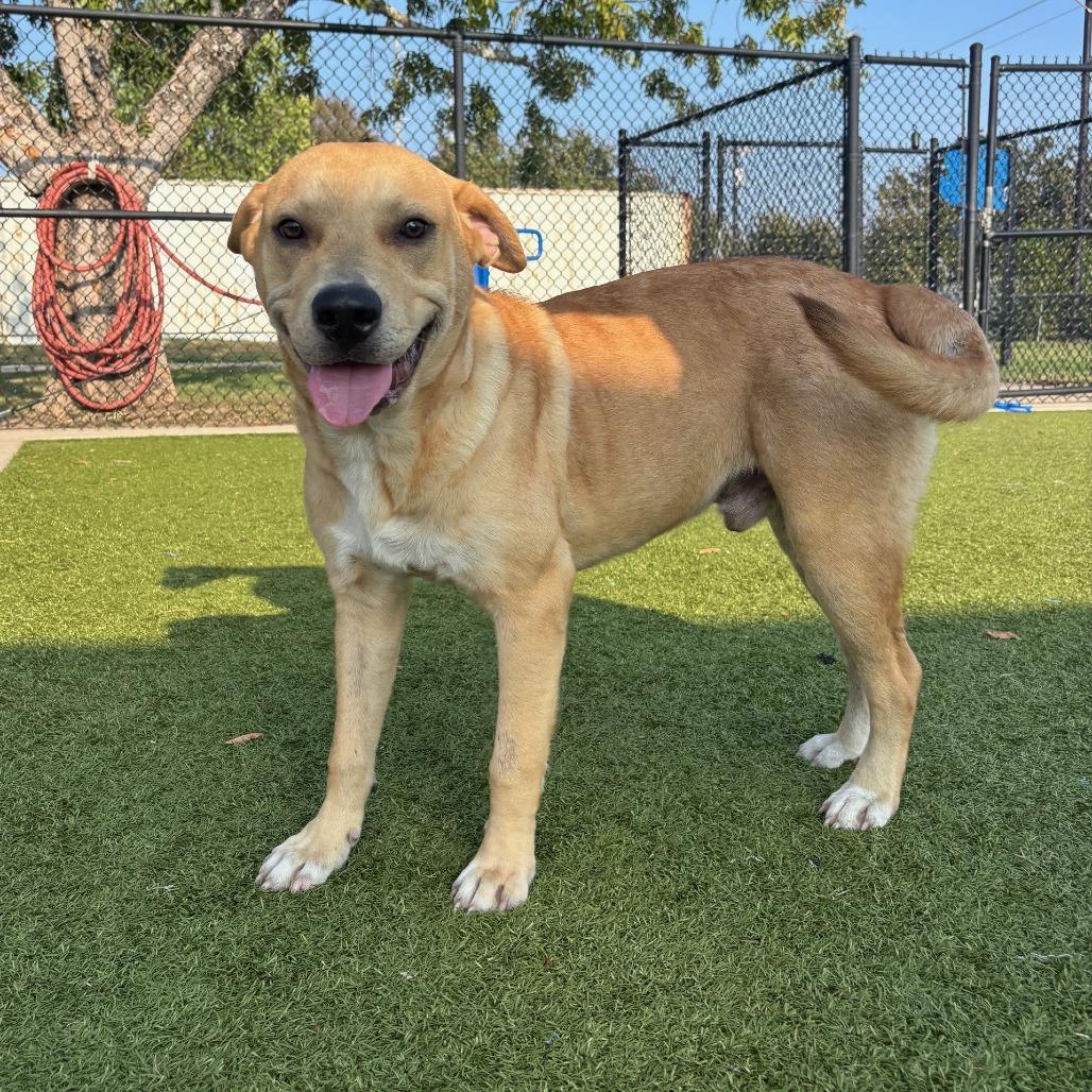 Charming, Adoptable, Adult Male Labrador Retriever.