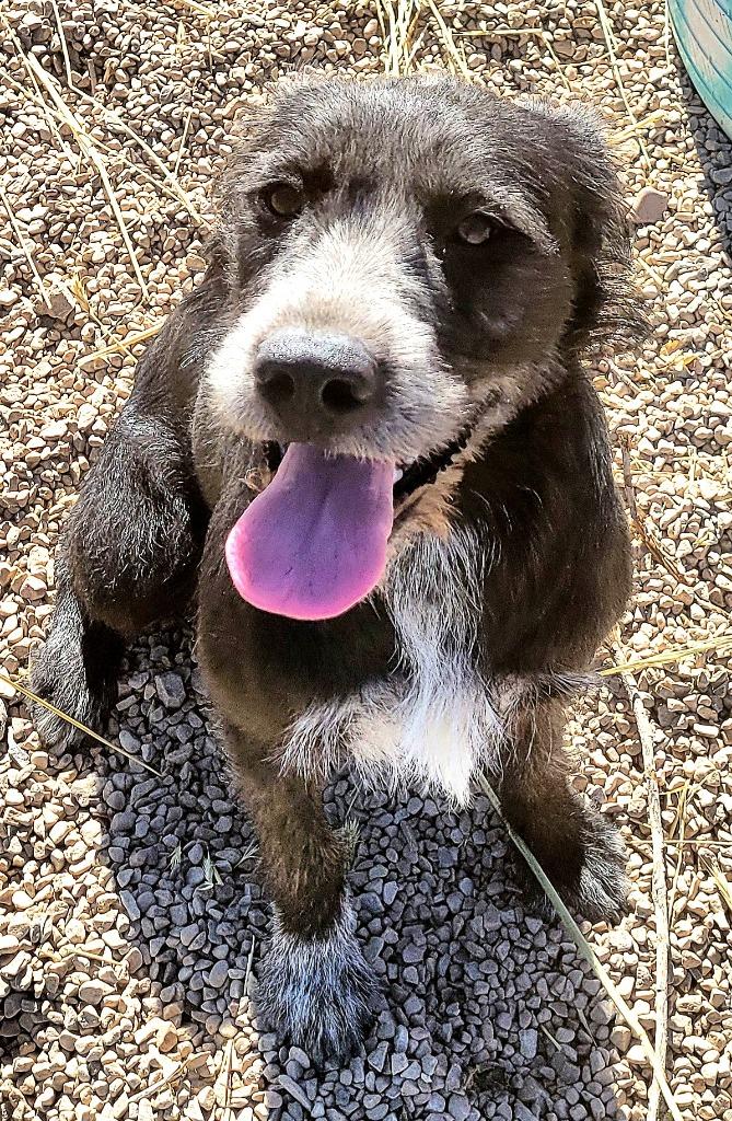 Enlarge Luna, a Adoptable mixed breed in Heber City, UT image 1/3