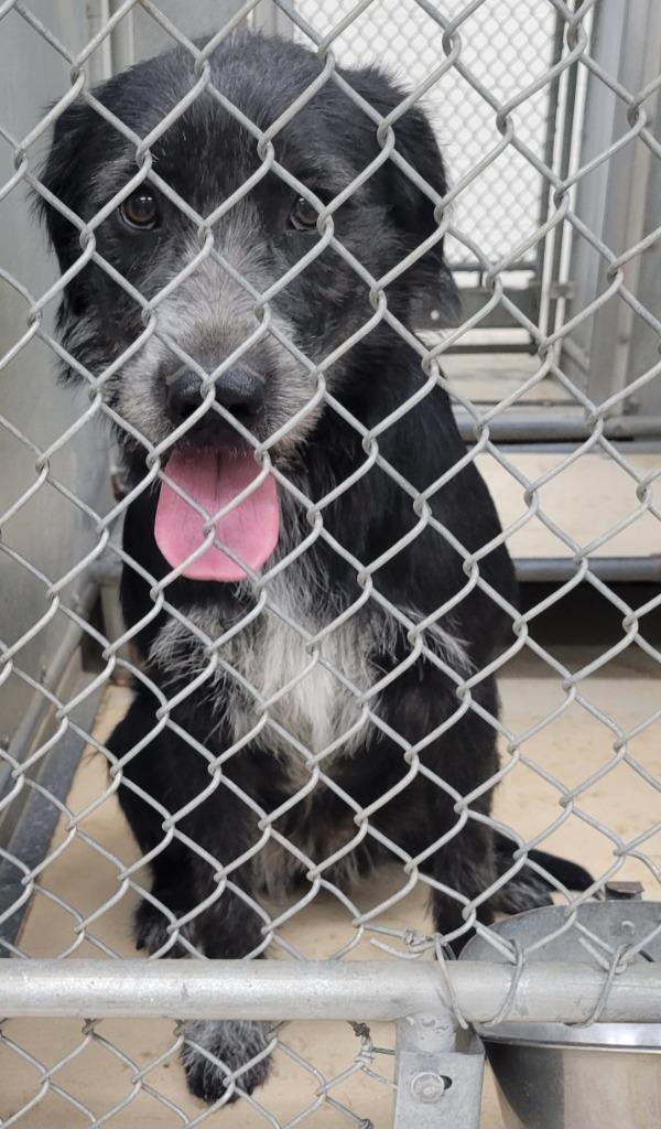Enlarge Luna, a Adoptable mixed breed in Heber City, UT image 2/3