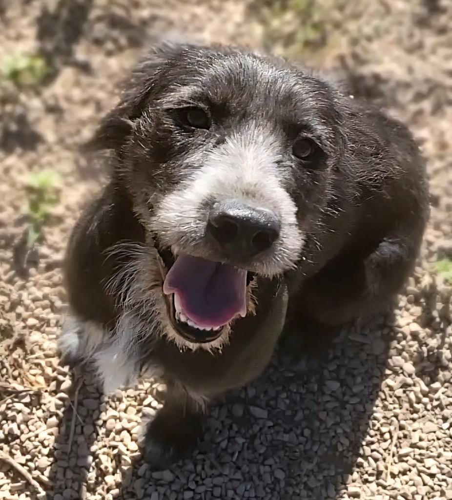 Enlarge Luna, a Adoptable mixed breed in Heber City, UT image 3/3