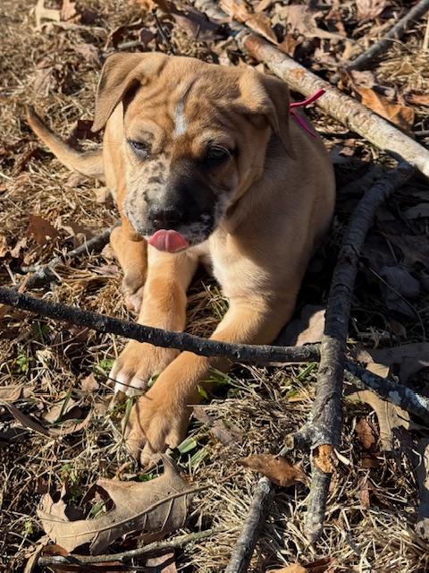 Holly Elf thumbnail 2