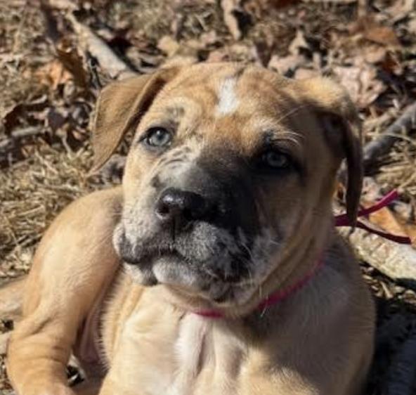 Holly Elf thumbnail 3