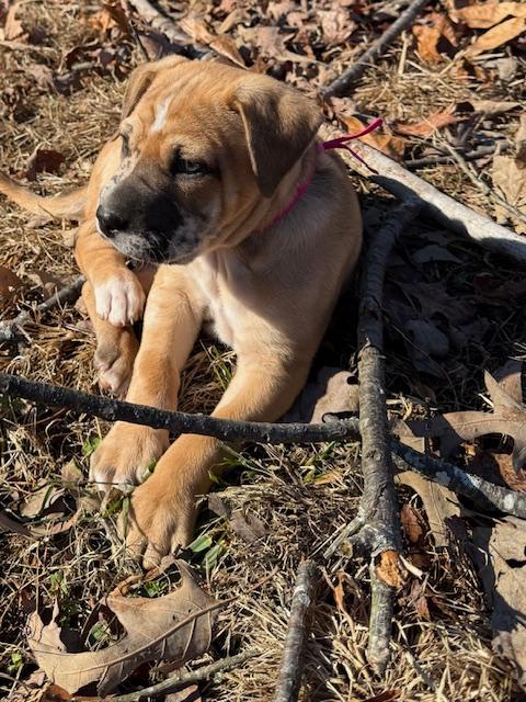 Holly Elf thumbnail 4