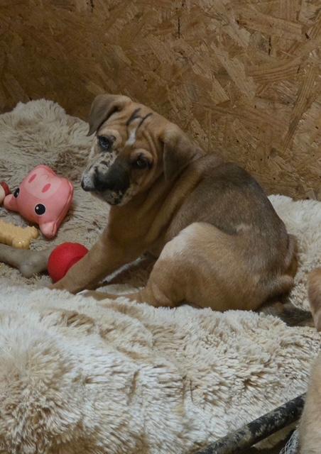 Holly Elf thumbnail 5