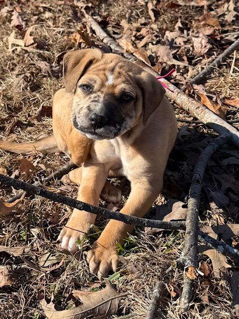 Holly Elf thumbnail 6