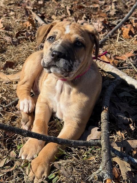 Holly Elf thumbnail 7