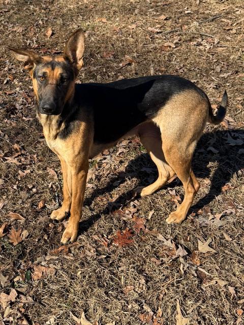 Enlarge Holly Elf, an adopted mixed breed in Woburn, MA image 6/6