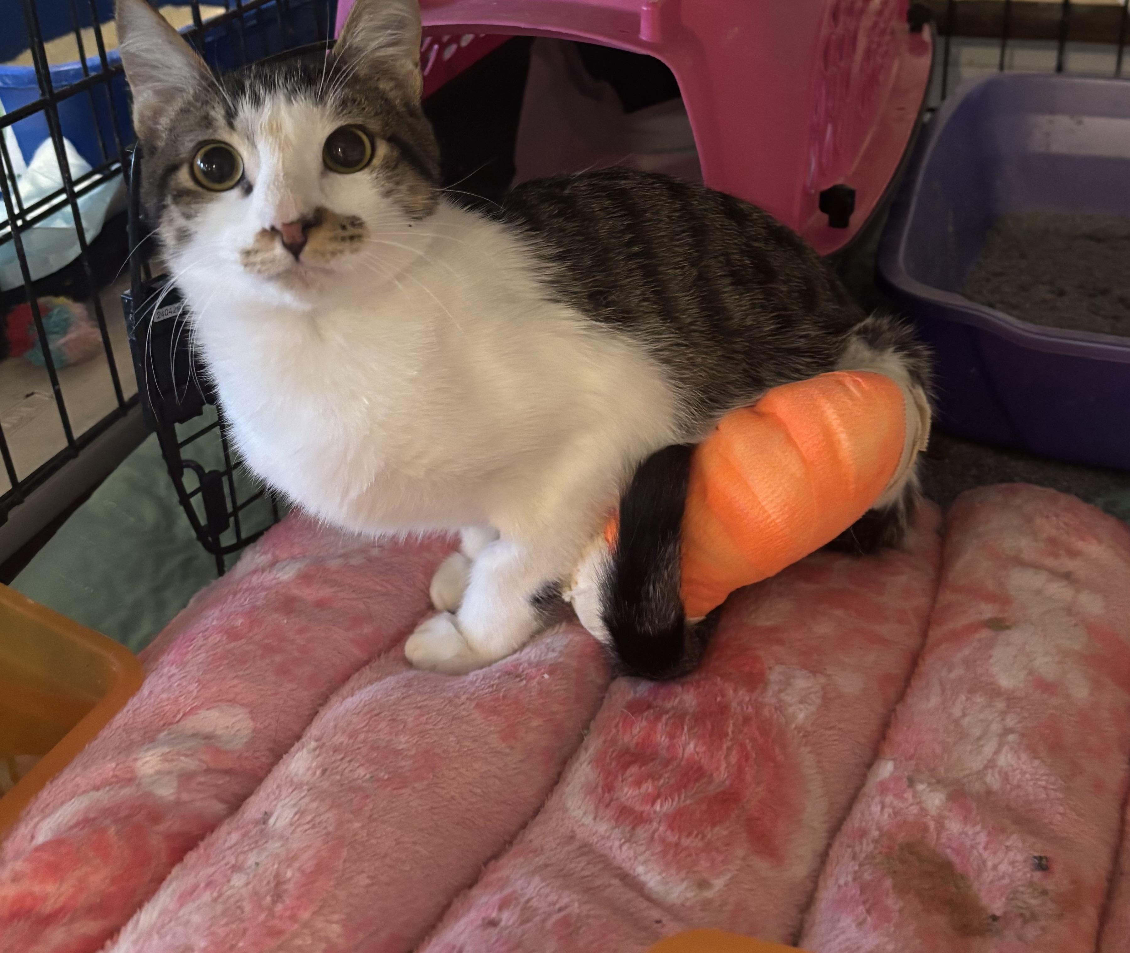 Enlarge Choo Choo Charlie (Special Needs), a ADOPTABLE Domestic Short Hair in Fairfax, VA image 1/6