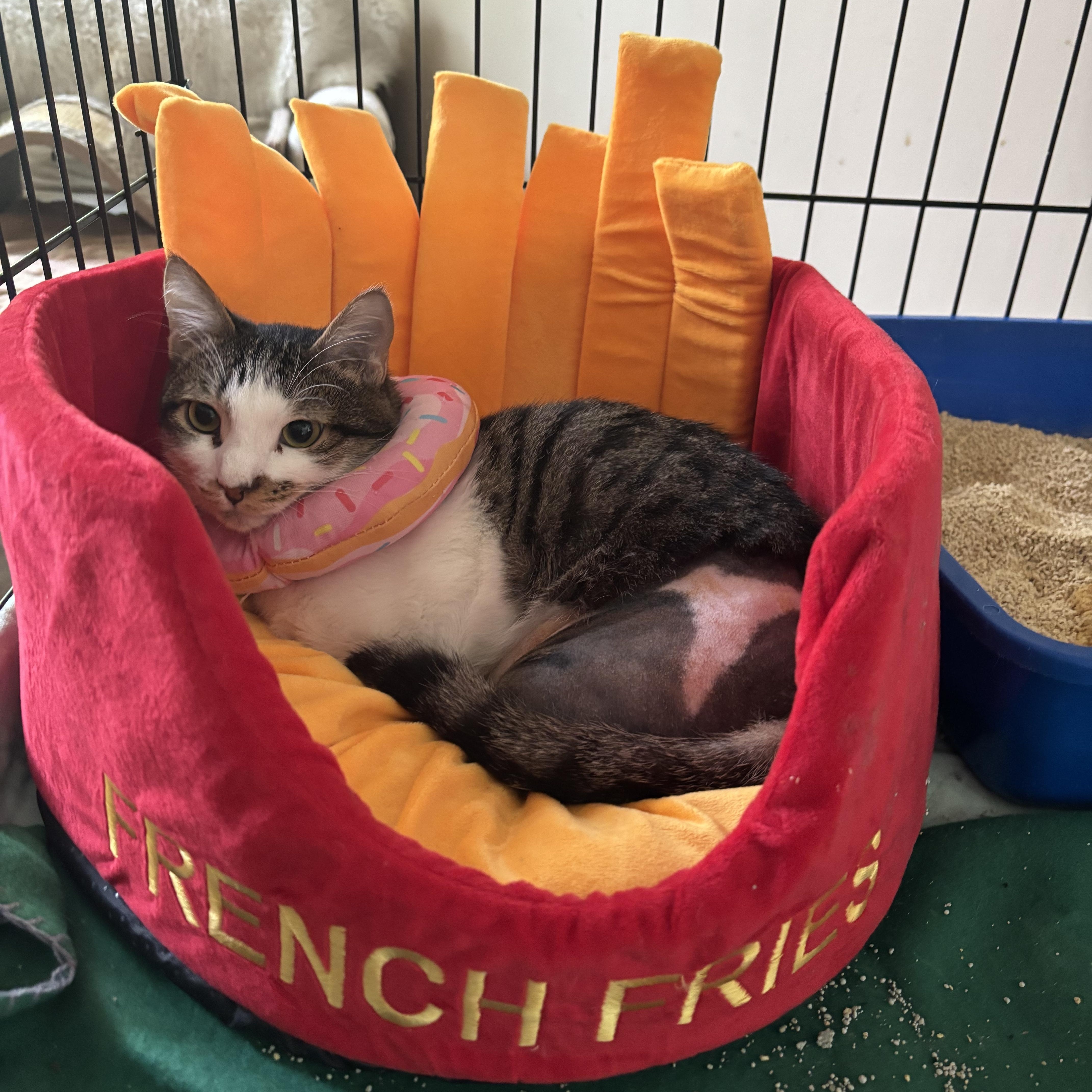 Enlarge Choo Choo Charlie (Special Needs), a ADOPTABLE Domestic Short Hair in Fairfax, VA image 5/6