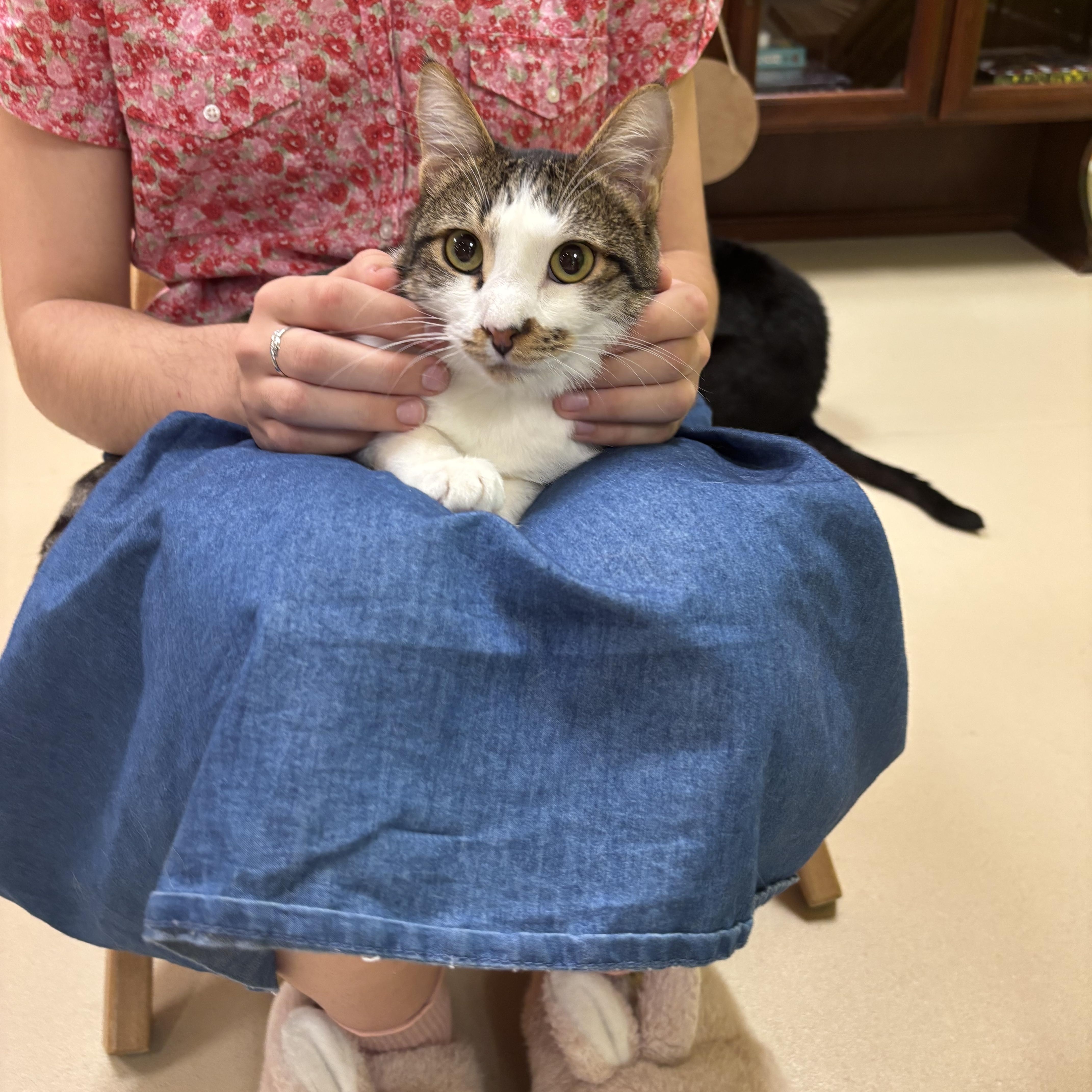 Enlarge Choo Choo Charlie (Special Needs), a ADOPTABLE Domestic Short Hair in Fairfax, VA image 6/6
