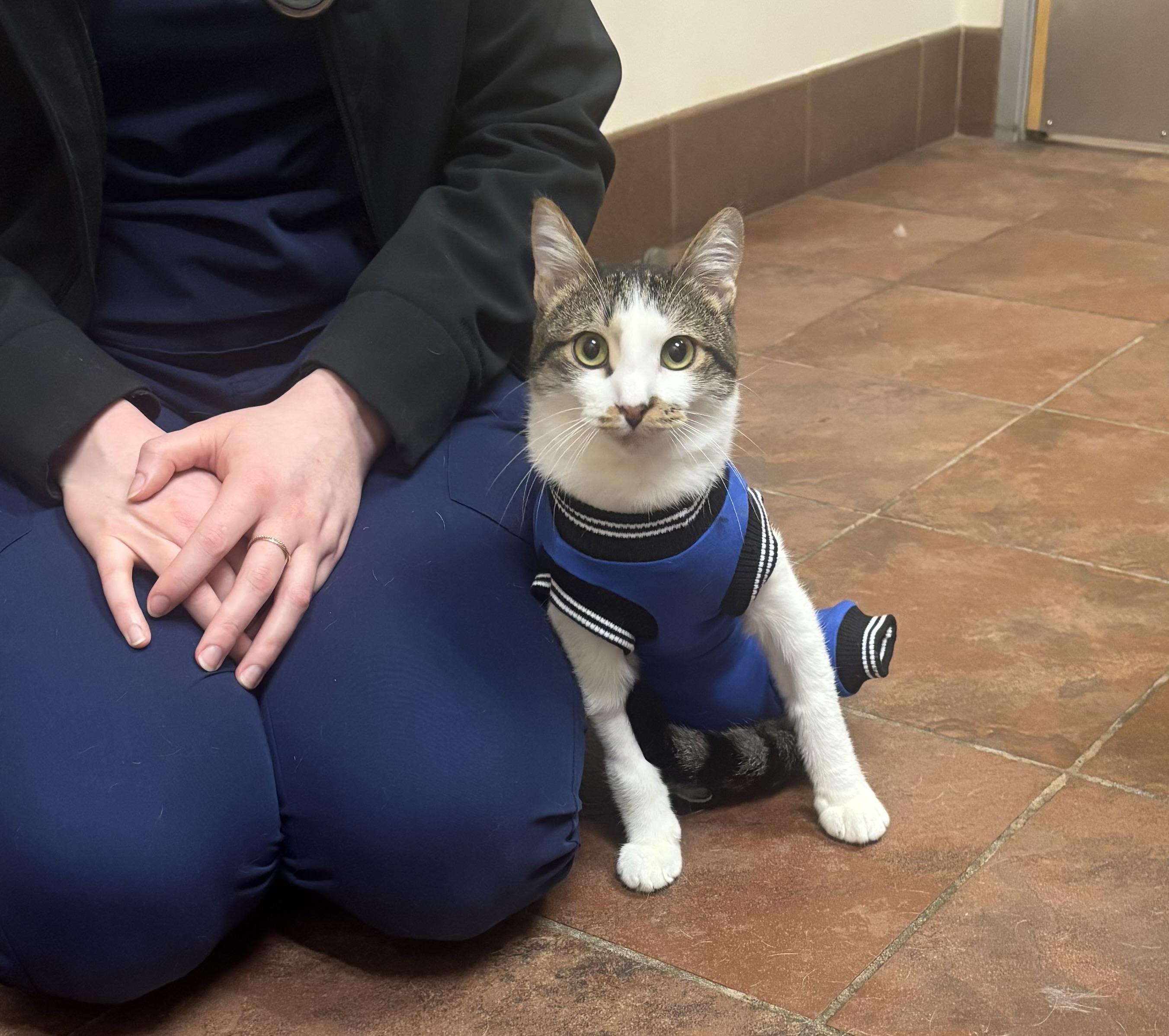 Enlarge Choo Choo Charlie (Special Needs), a ADOPTABLE Domestic Short Hair in Fairfax, VA image 2/6