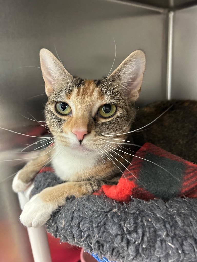 Ginger, Adoptable, Adult Female Domestic Short Hair.