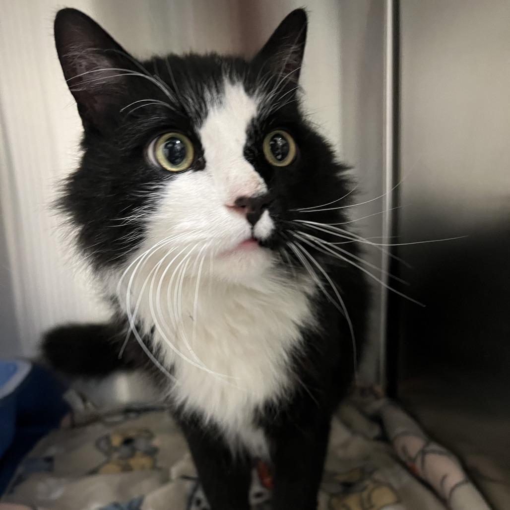 MJ, a Adoptable Domestic Long Hair in Indiantown, FL image 1/2