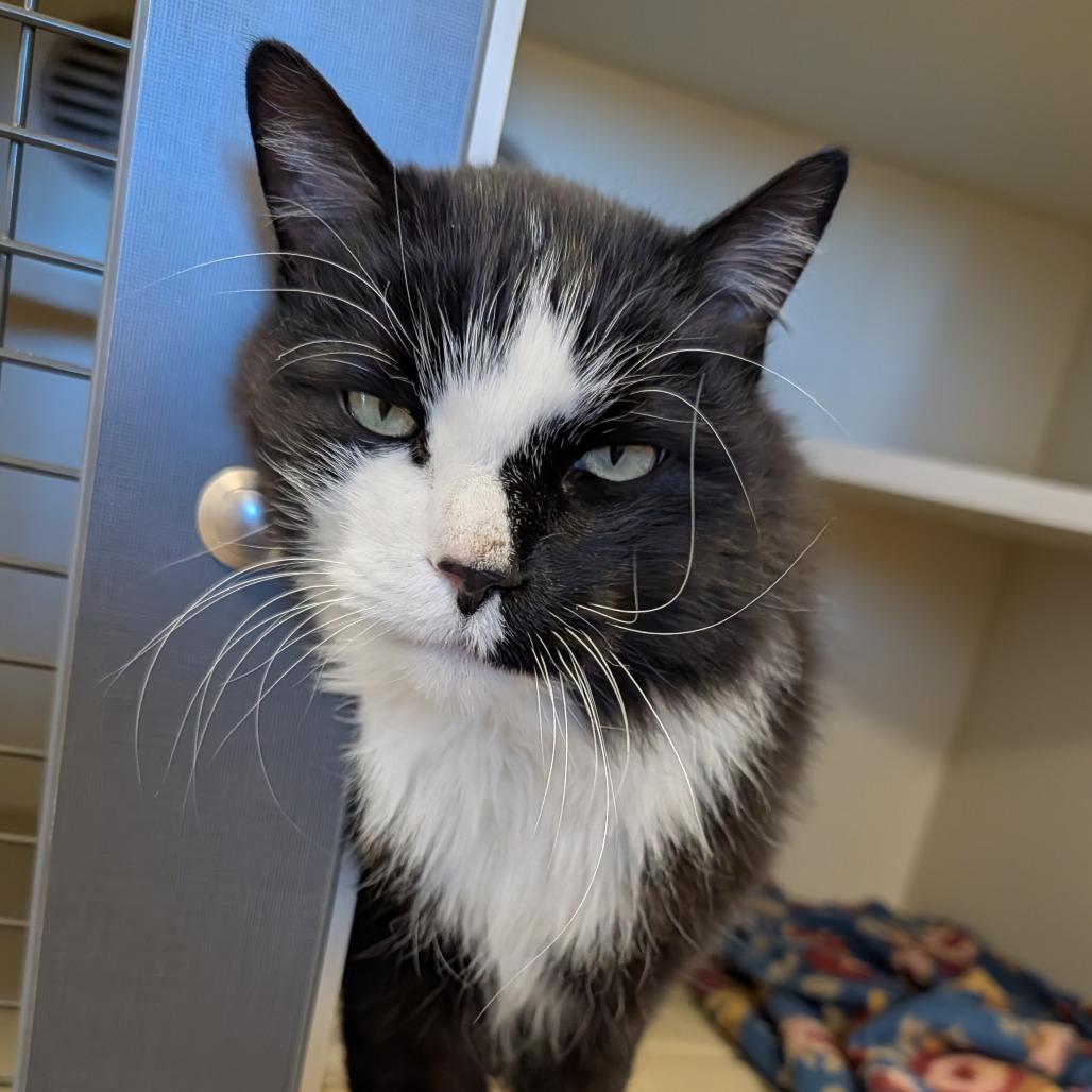 MJ, a Adoptable Domestic Long Hair in Indiantown, FL image 2/2